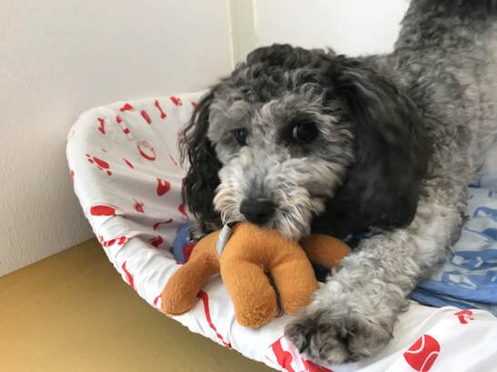 Our first EVER Dog of the Month!