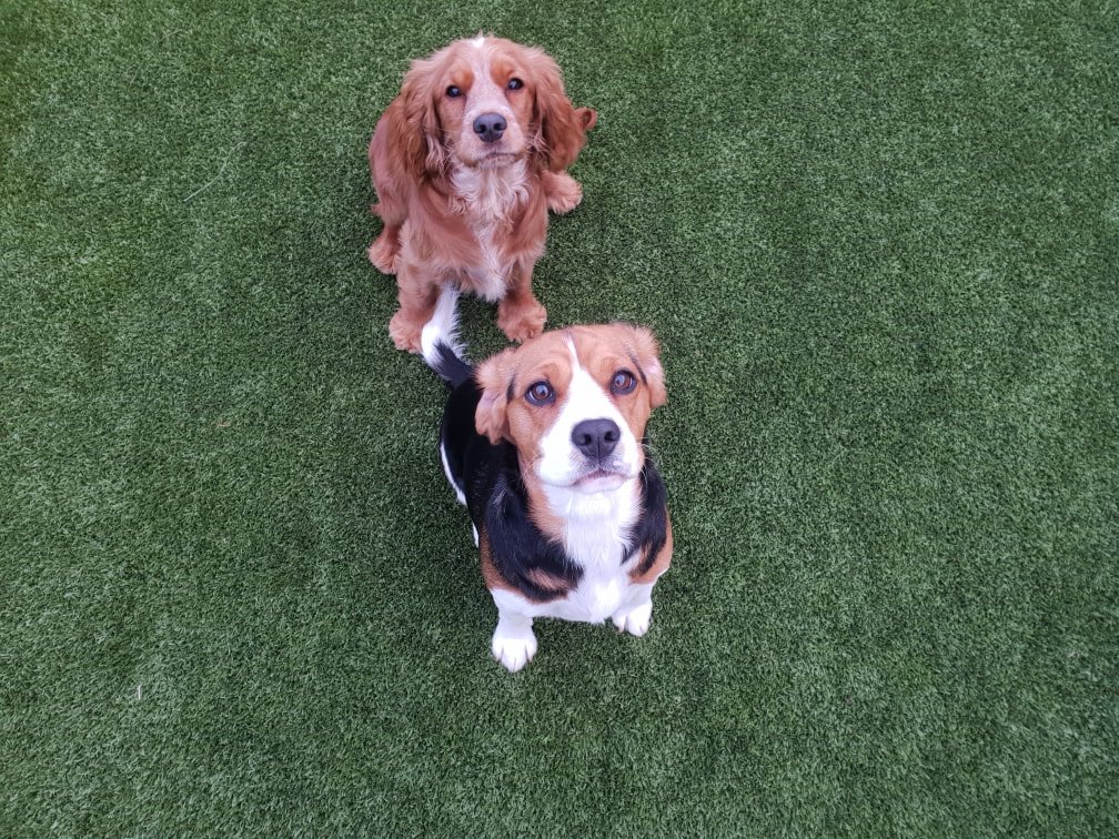 July Dogs of the Month