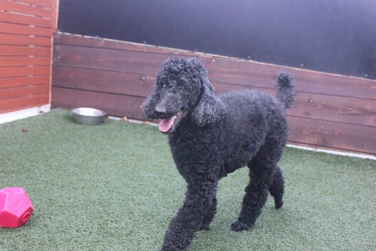 November Dog of the Month