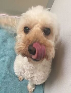 Dog Easter Biscuits
