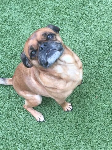 Our February Dog of the Month for 2021!