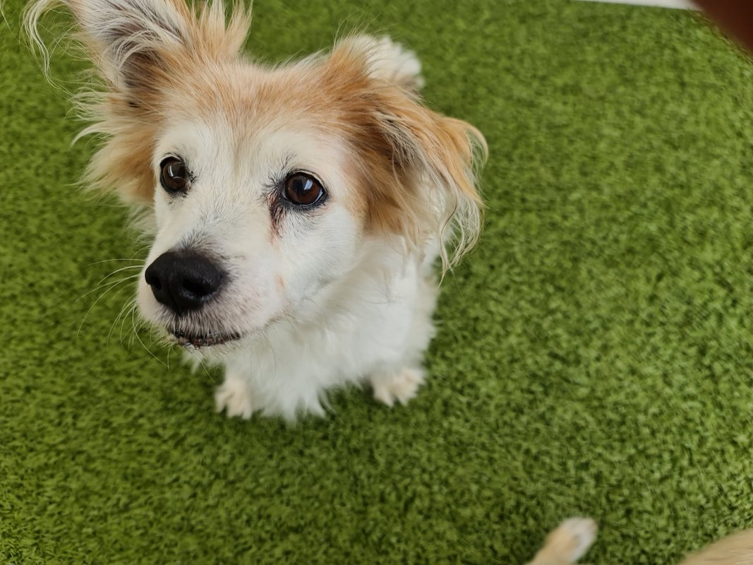 Our March Dog of the Month….