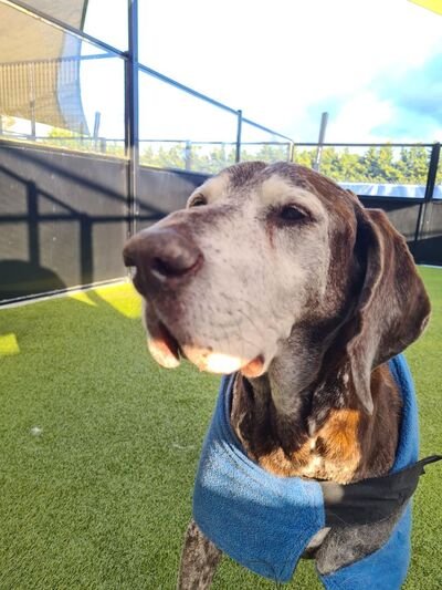 Our June Dog of the Month.