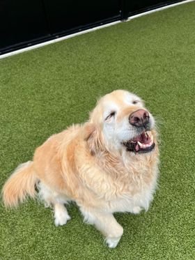 Arthritis in Dogs.