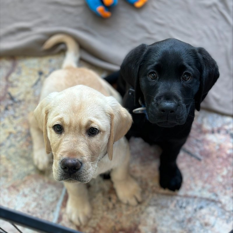 Therapy Dog Thursday – Guide Dogs