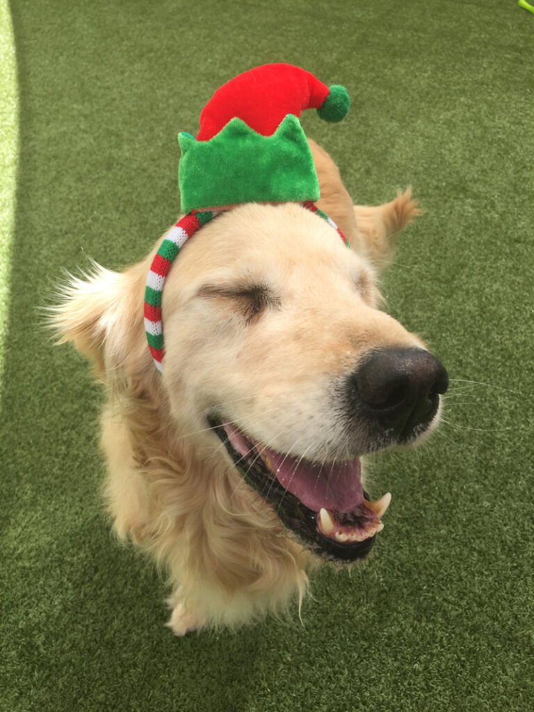 12 Days of Doggy Christmas