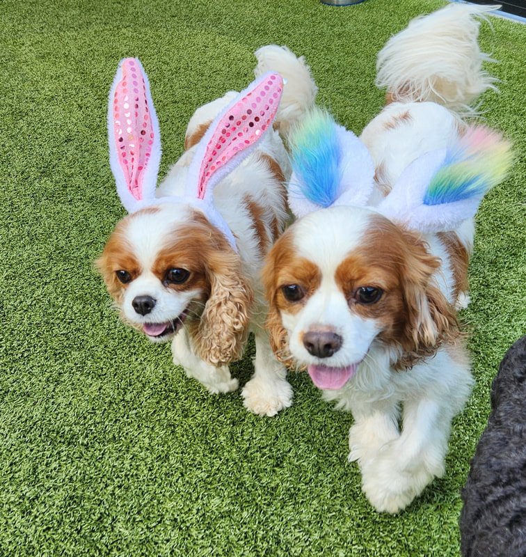 Dangers to your Dog at Easter.