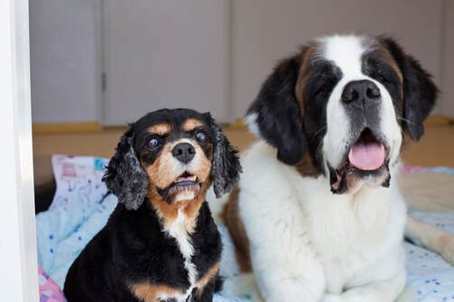 What to Do If Your Dog Has a Seizure: A Step-by-Step Guide for Dog Owners