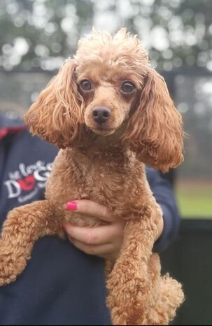 The Toy Poodle