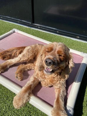 The Power of Calm Leadership: Becoming the Pack Leader your Dog Needs!