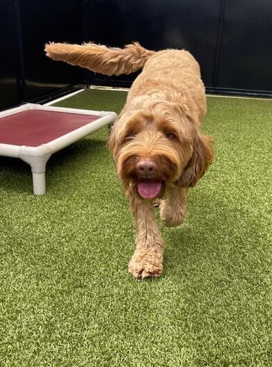 The Labradoodle.