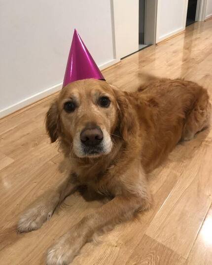 Therapy Dog Thursday – Meet the Amazing Phoebe!