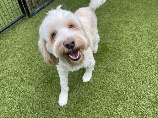 Your Tibetan Terrier Breed Guide – Everything you need to know!