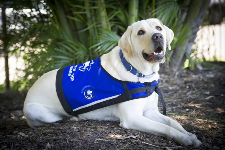 Therapy Dog Thursday – Assistance Dogs in Australia.