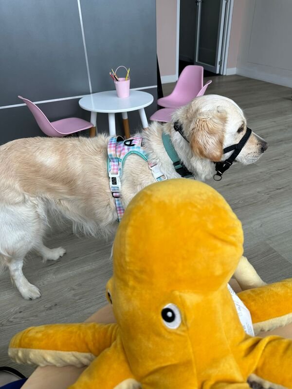 Abi & Frankie Update – Therapy Dog Thursday