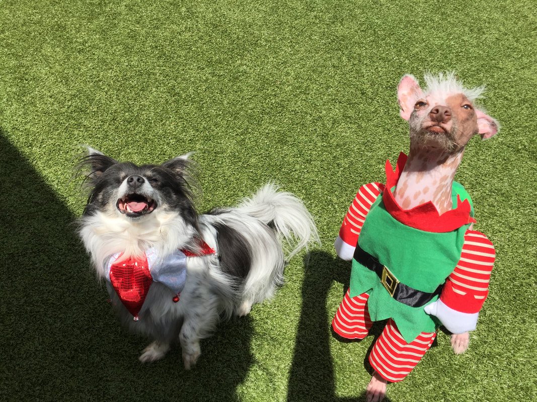 Christmas Dog Treat Recipe: Cute and Easy Holiday Cupcakes for Pooches.