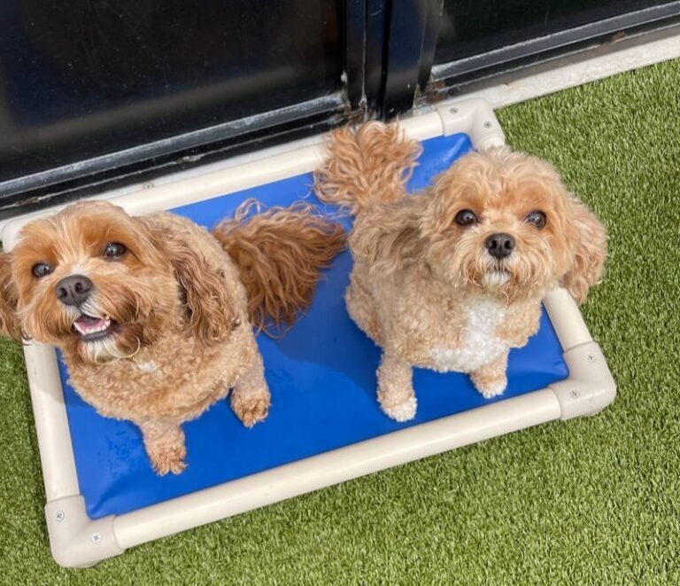What is a Luxating Patella in a Dog?