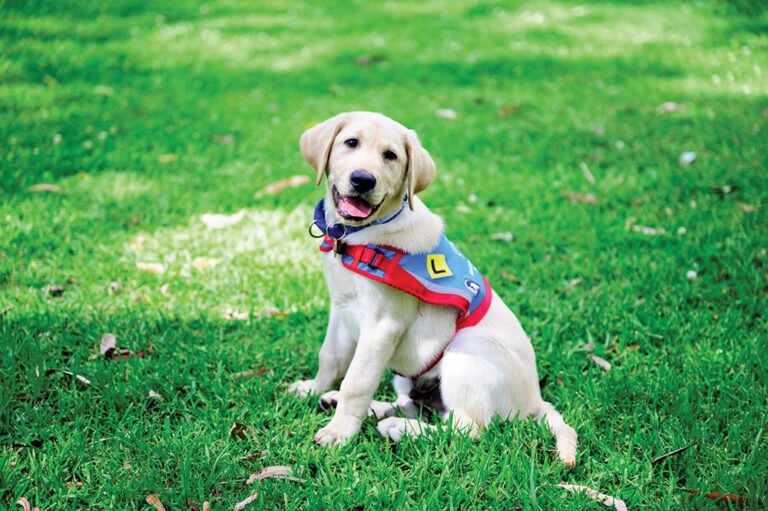 Getting Involved with Assistance Dogs – Therapy Dog Thursday.