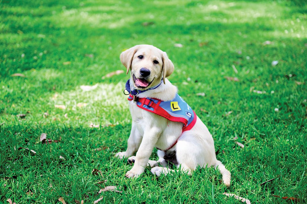 Getting Involved with Assistance Dogs – Therapy Dog Thursday.