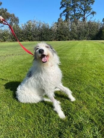 Our October Dog of the Month!