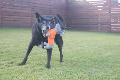 Did you know – about the Kelpie?