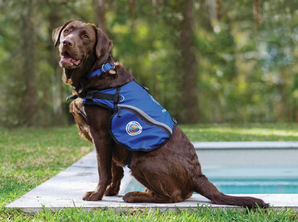 How to Get an Assistance Dog in Australia- Therapy Dog Thursday