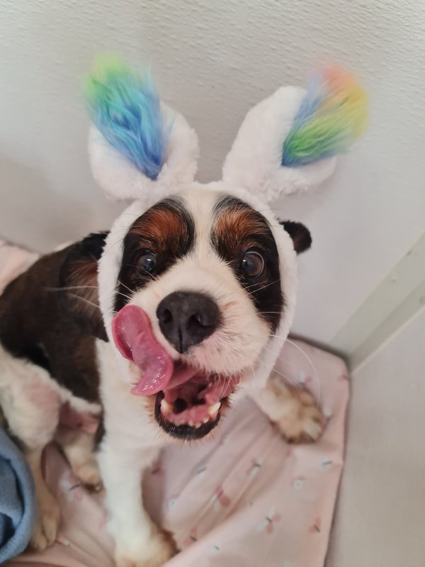 Doggy Easter Muffins!