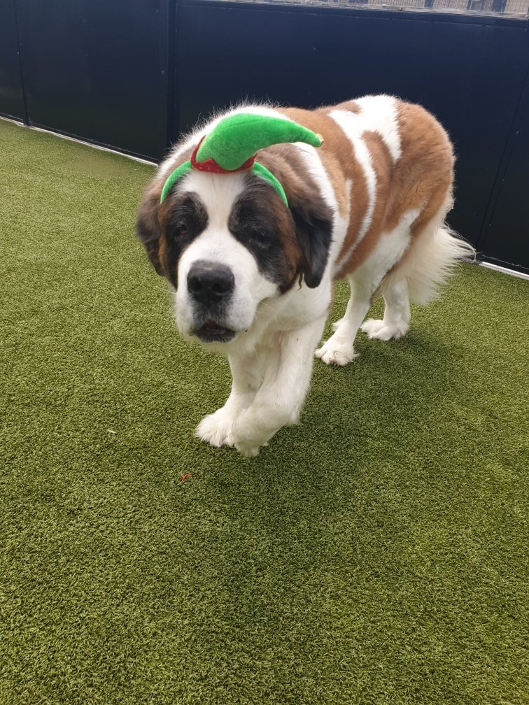 Keeping your dog safe at Christmas time.