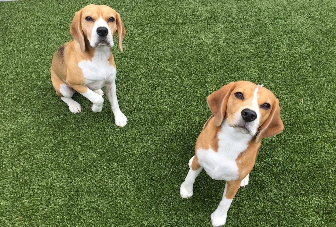 The Beagle!