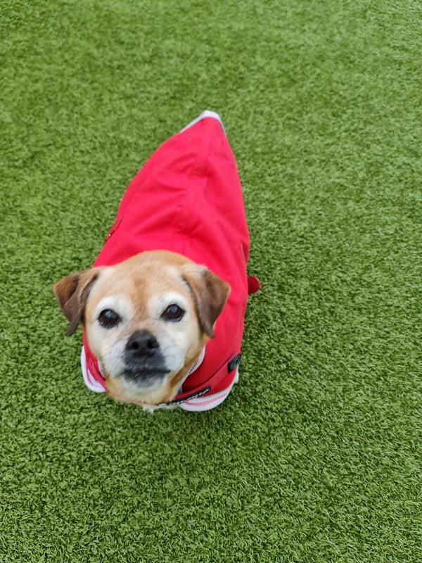 Keeping your dog warm from the cold