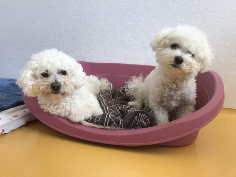 Keeping our pooches happy at Christmas!