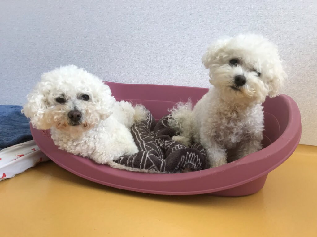 The Bichon Frise Breed Guide