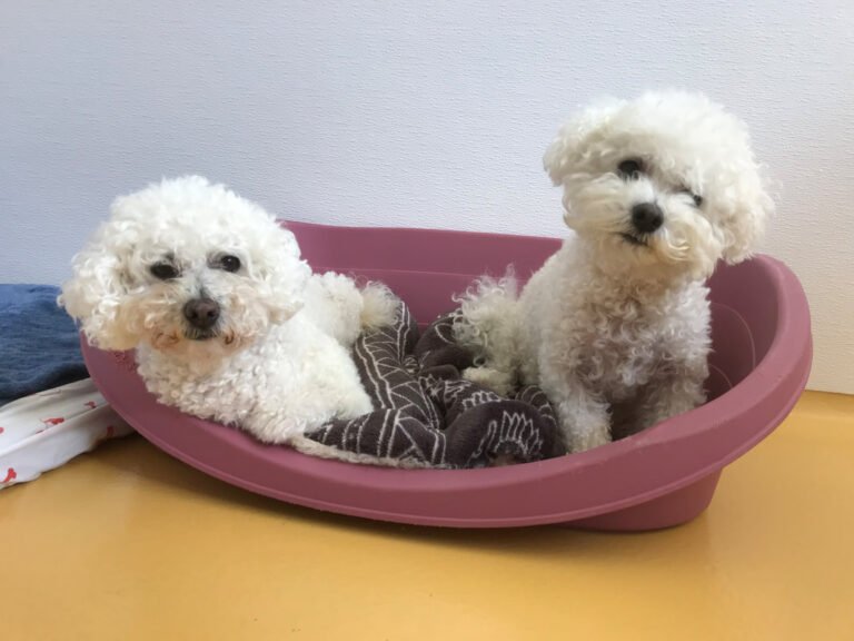The Bichon Frise Breed Guide