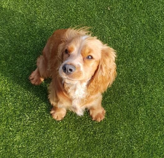 The English Cocker Spaniel