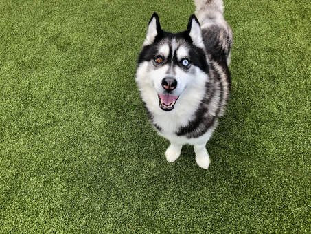The Siberian Husky