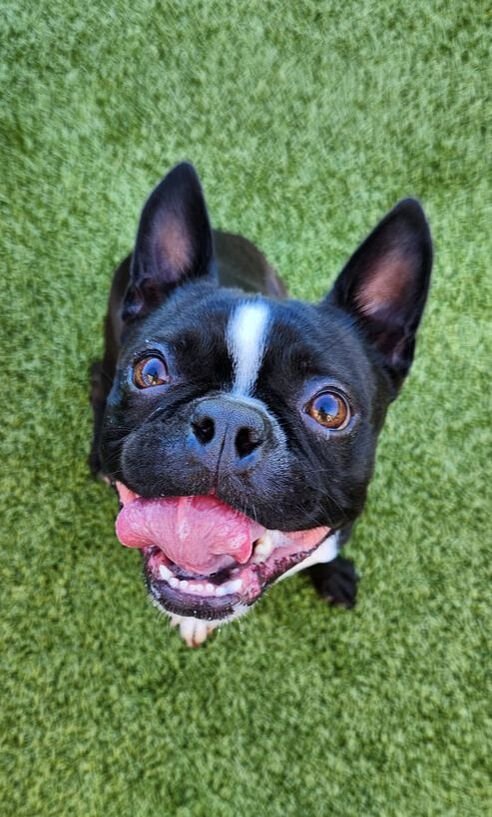 The Boston Terrier