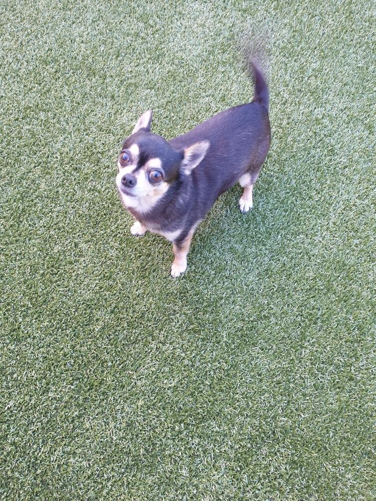 The Chihuahua