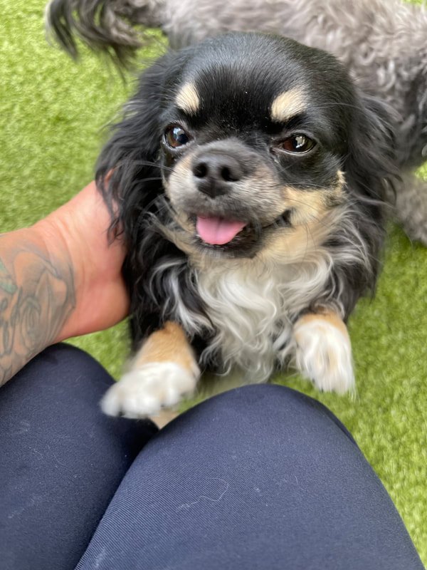 Does my Dog Have 3 Eyelids?