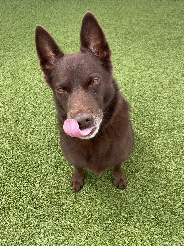 Frozen Doggy Treats