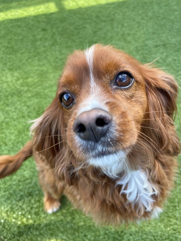 Understanding Cushing’s in Dogs