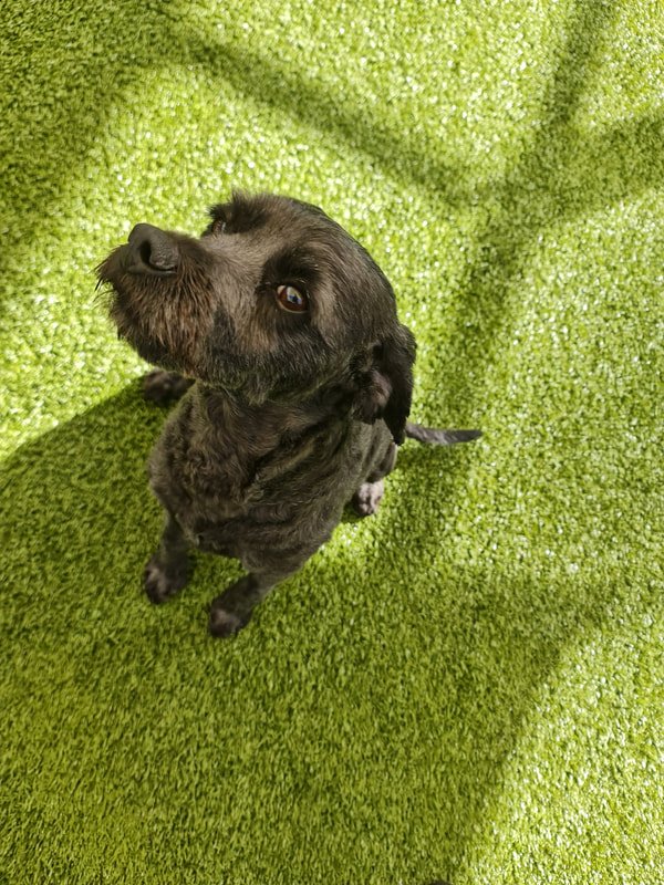 The Cavoodle.