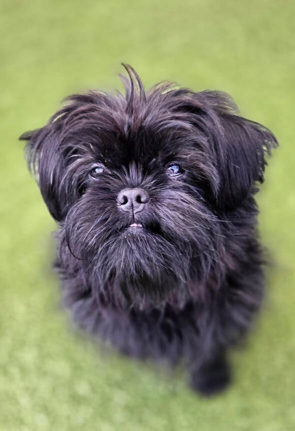 The Affenpinscher – a breed profile.