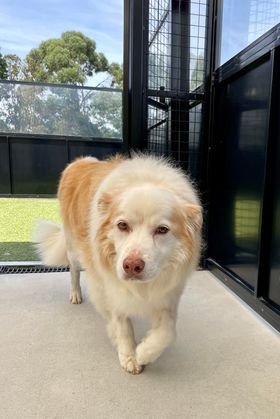 Why Does My Dog Keep Eating Grass? Nutrition, Boredom, and When to See a Vet!