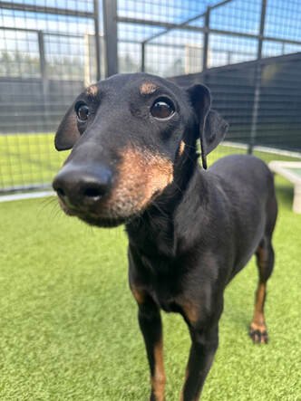 Meet the Manchester Terrier – The Original Pocket Rocket