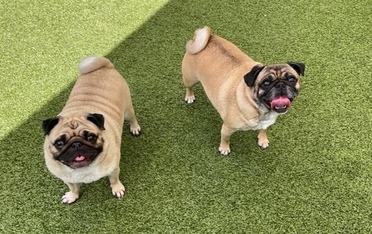 Our Complete Breed Guide – The Pug