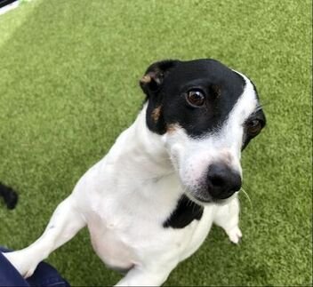 The Jack Russell Terrier