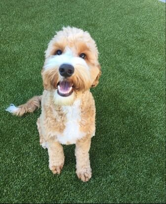 July Dog of the Month!