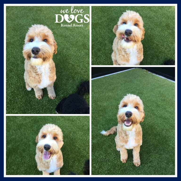 Our Small Breed Luxury Care