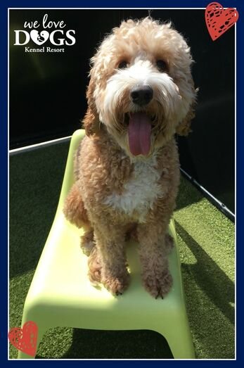 The Spoodle