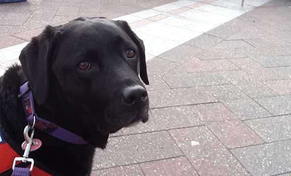 An Interview with an Australian Support Dog! – Therapy Dog Thursday